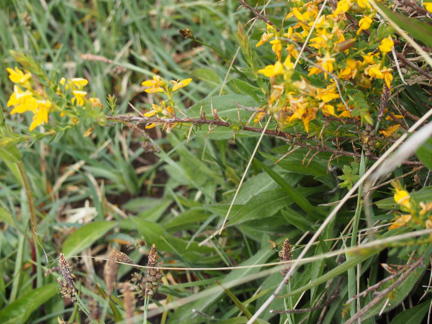 Greenweed, English plant